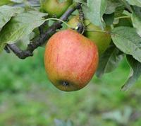 Autumn Pearmain Apple